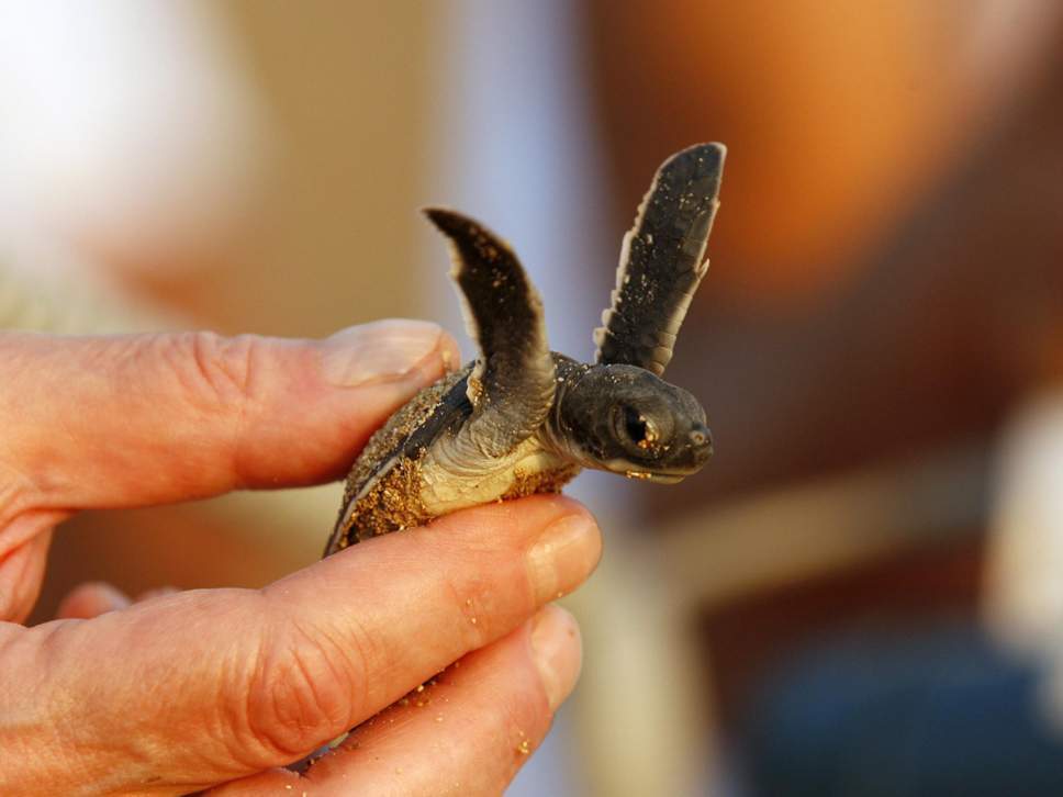 baby-turtle-hand