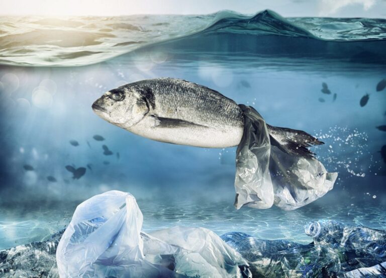 ocean plastic kills fish